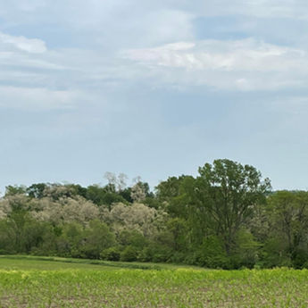 Jolynn black locust grove .50 miles3.jpg
