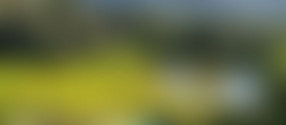 Four Seasons Resort Chiang Mai – A Luxurious Sanctuary Amidst Rice Terraces