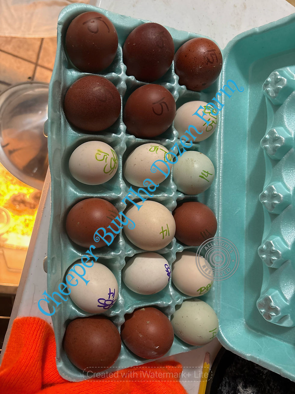 Thumbnail: DOZEN ++ Rainbow layers hatching eggs