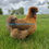 Thumbnail: Red Silkie Chick preorder