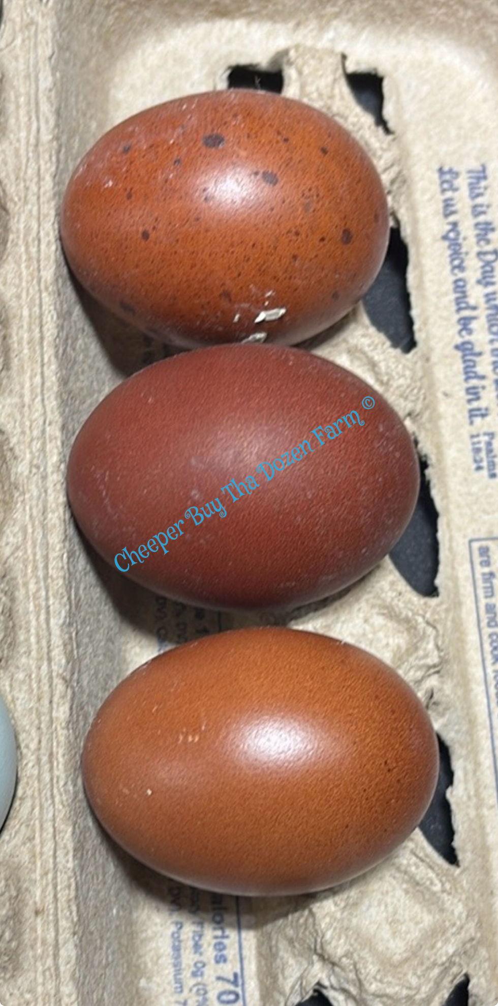 Thumbnail: Dozen ++ Black copper Maran hatching eggs 