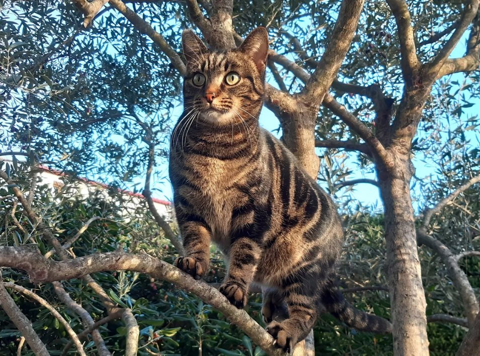 Photo Le Chat Libre Azuréen - Symba