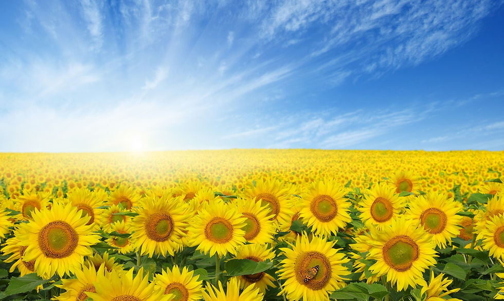field of sunflowers and sun in the blue sky_edited.jpg