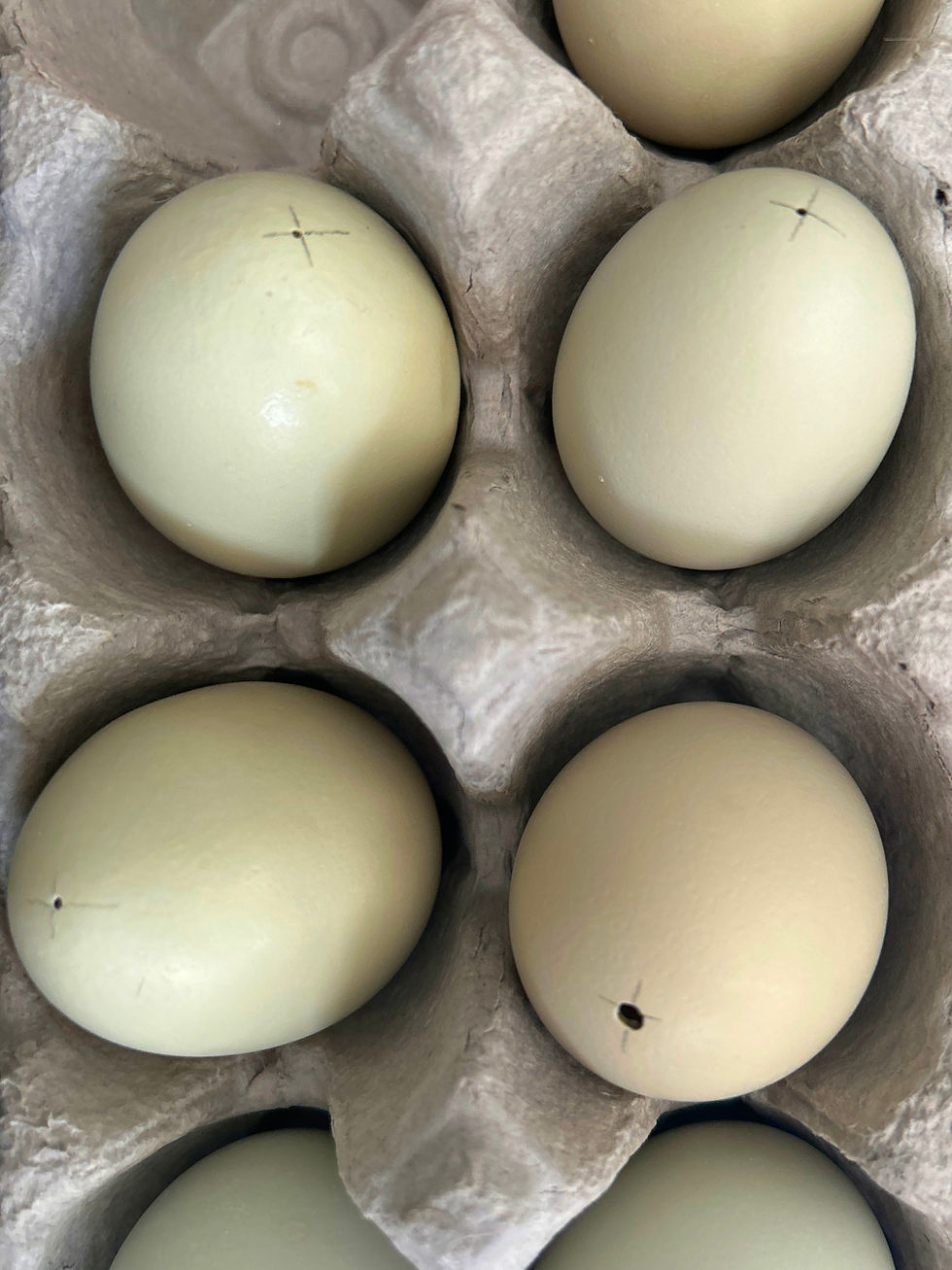 Thumbnail: BLOWN-OUT EGGS  |1 pinhole-top + 1  drain hole-bottom