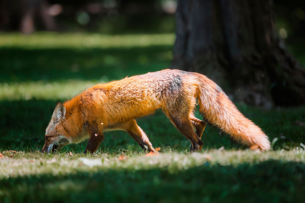 Fox