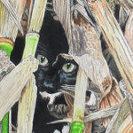 tuxedo cat, black cat, kitty, corn stalks, colored pencil drawing