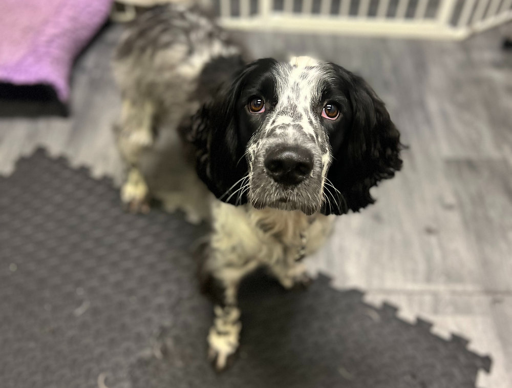 Gentle dog grooming: A Behavioural Approach & Services