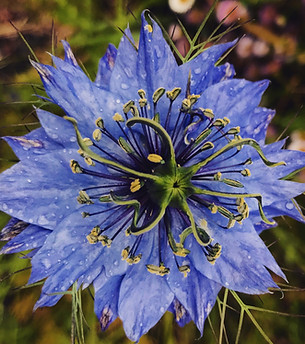 Original photograph of passion flower by Sarah Norvell Conway