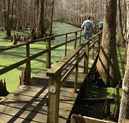 The boardwalk across swamp covered in duck weed in the Santee Coastal Reserve McClellanville, SC