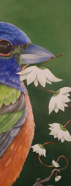 Baby Painted Bunting by Sonya Cordina.jpg