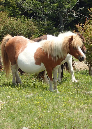 Wild Ponies at Grayson Highlands_edited.jpg