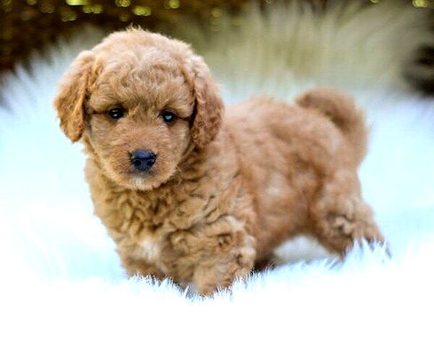 Goldendoodle Puppy