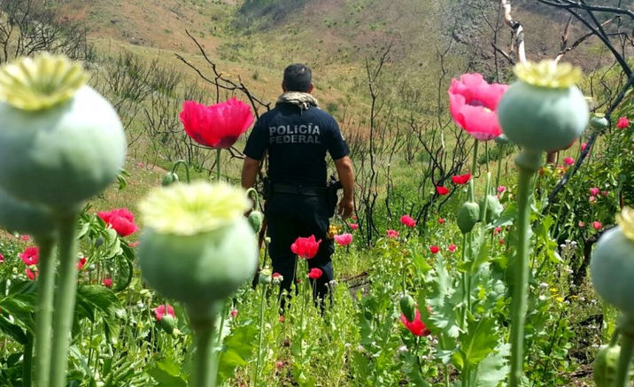 Destruyen tres plantíos de amapola