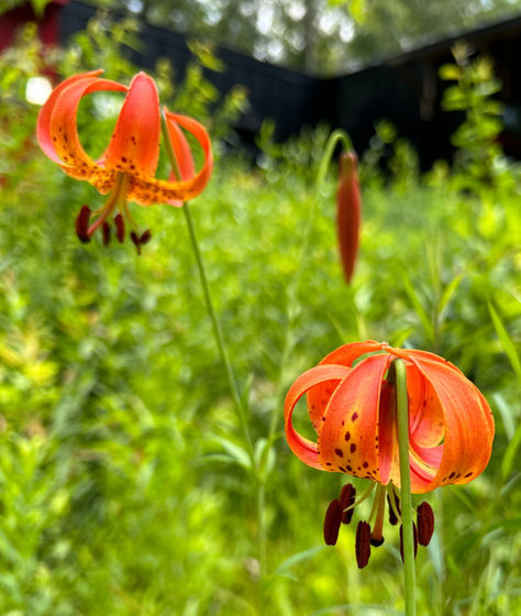 Native Plant Guide 2024: Ideas for Plants to Choose and How to Design & Plant Your Garden