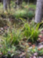 Rain Garden 1