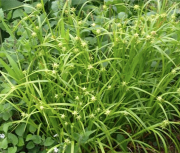 Using carex and sedges to replacing lawns with native gardens