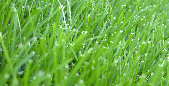 3 Tips for a Healthy Green Lawn