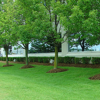 Commercial-Landscape-Maintenance-2.jpg