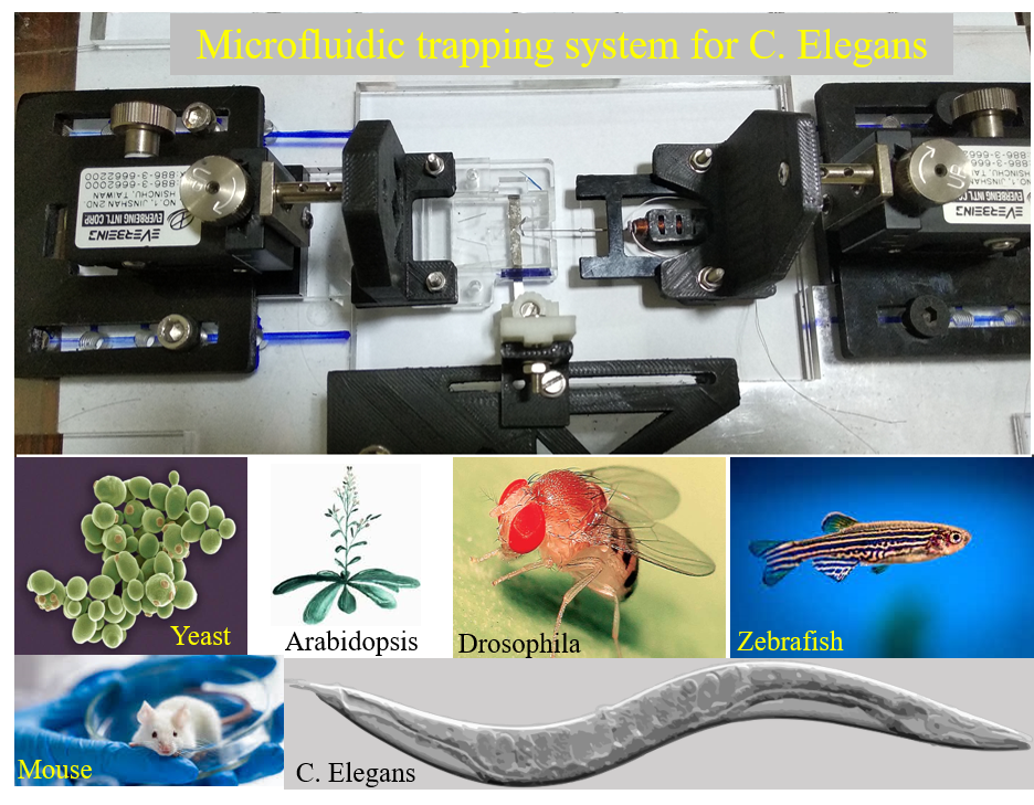 Microfluidic traping.png