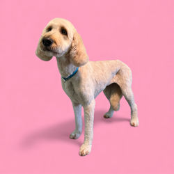 Photoroom_20251207_234452