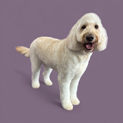 Photoroom_20251209_000924