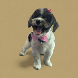 Photoroom_20251209_001309