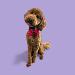 Photoroom_20251209_001226