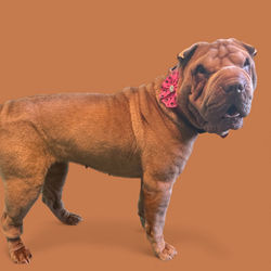 Photoroom_20251209_000802