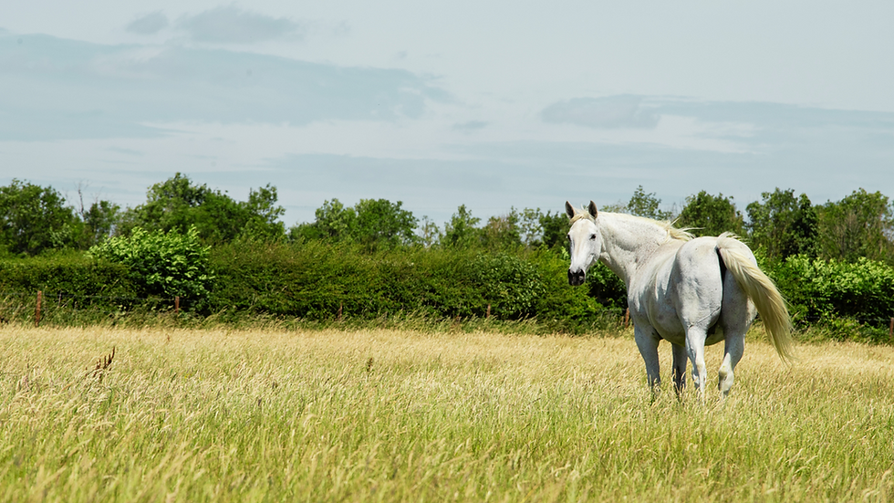 A white horse stands in a sunlit field of tall grass, looking back toward the camera. The scene is peaceful, with green hedgerows and trees in the background.