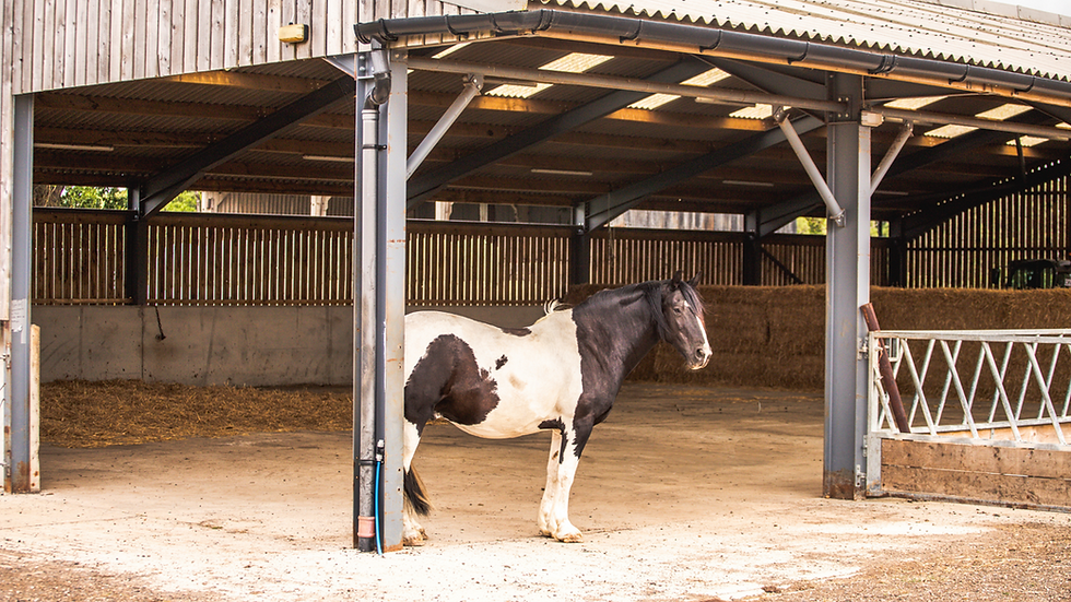 Brown and white horse standing in a barn with haybales either side.