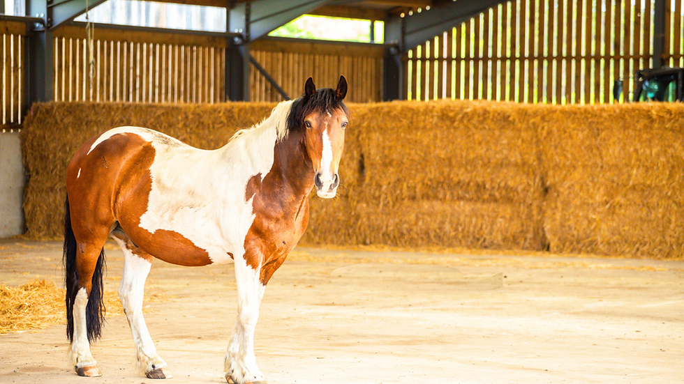 One of our retirement livery horses standing in barn with stacked hay bales in the background.
