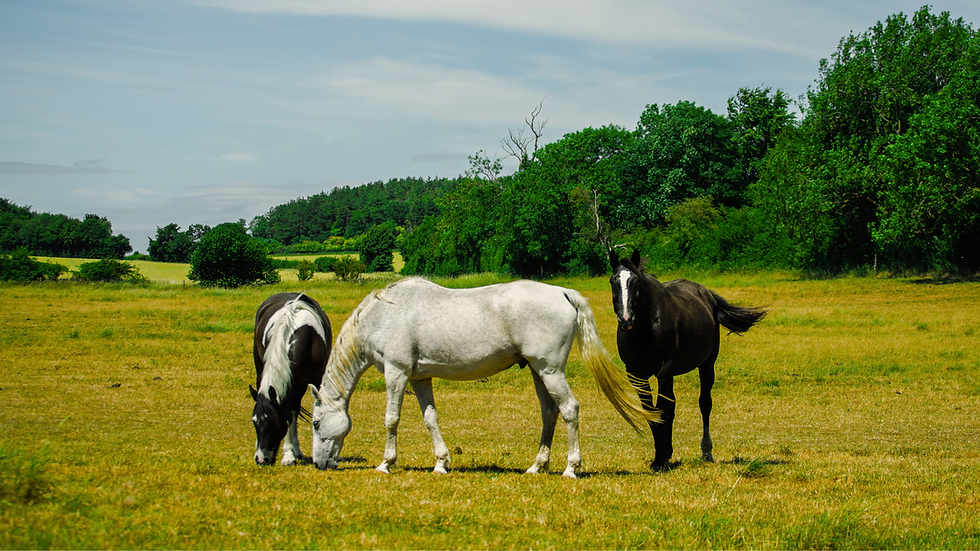 A brown horse grazes peacefully in a large grassy field at our horse retirement livery at Glebe Farm, Bedfordshire.
