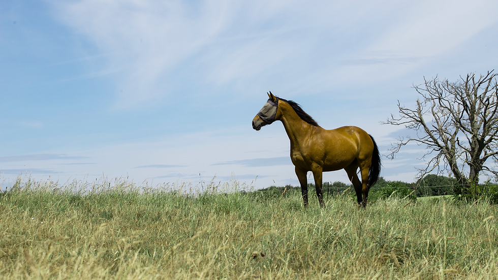Nutrition for Senior Horses – Supporting Health in Later Life
