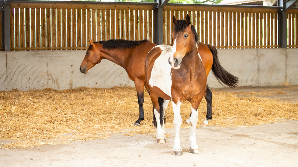Two horses standing in a clean, covered stable with straw bedding in our Moor Farm horse retirement livery. One horse has a brown and white coat and faces forward, while the other is solid brown and facing away.