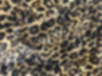 Leopard Mesh