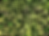 Jungle Velvet - Lime