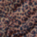 Warm Leopard