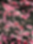 Cherry Blossoms Black