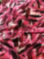 Quill Fuchsia