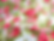 Busy Roses - Ivory