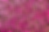Kitty Kat - Neon PInk_Gold