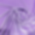 Lilac Velvet