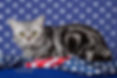 1758974497541blob.jpg