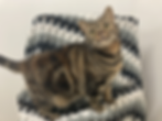 1758977711104blob.jpg