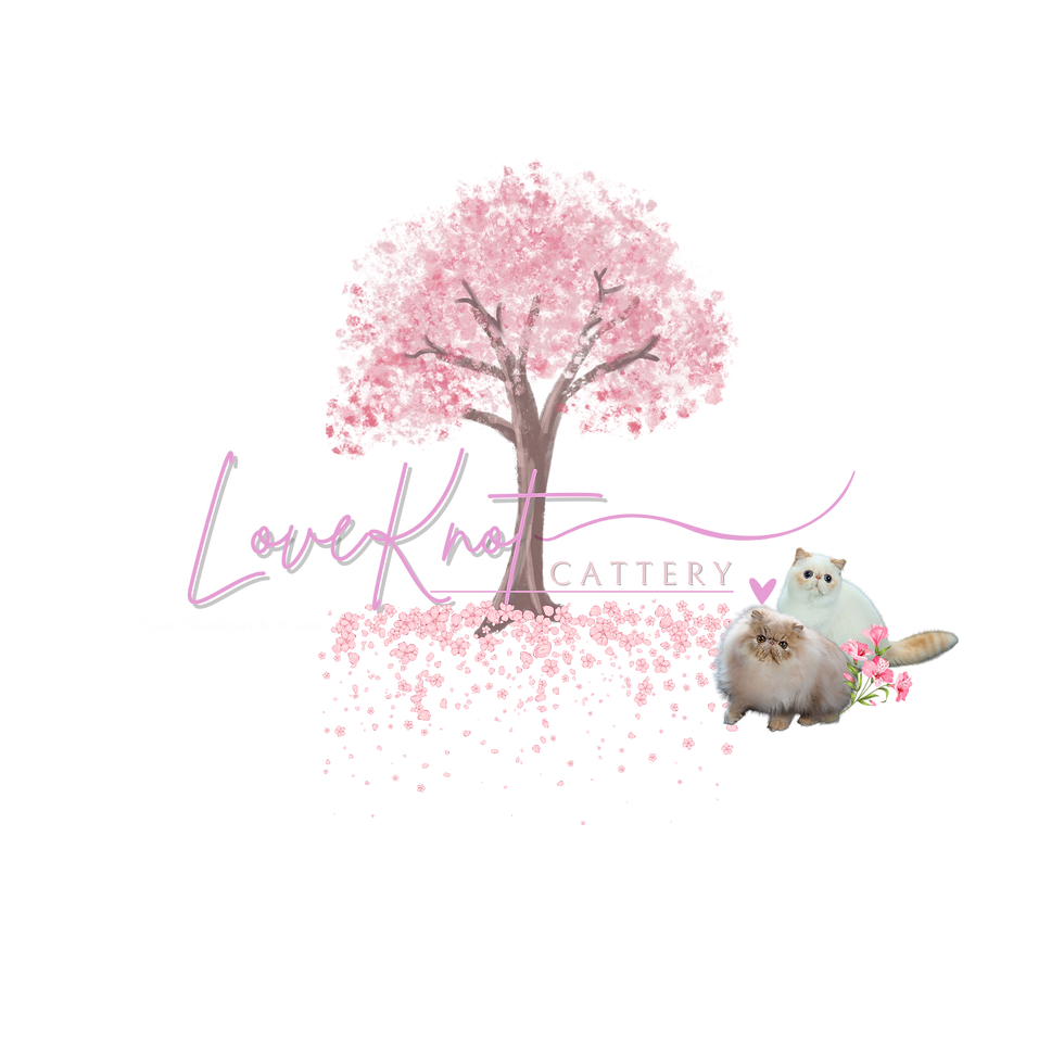 Loveknot Cattery 4.png