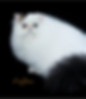 IMG_7577.jpeg
