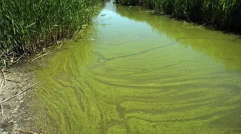 algal bloom.webp