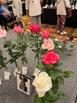 IMG 6812 Sea of Roses