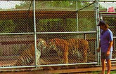Chain link tiger enclosure with the founder, Marc Hudson