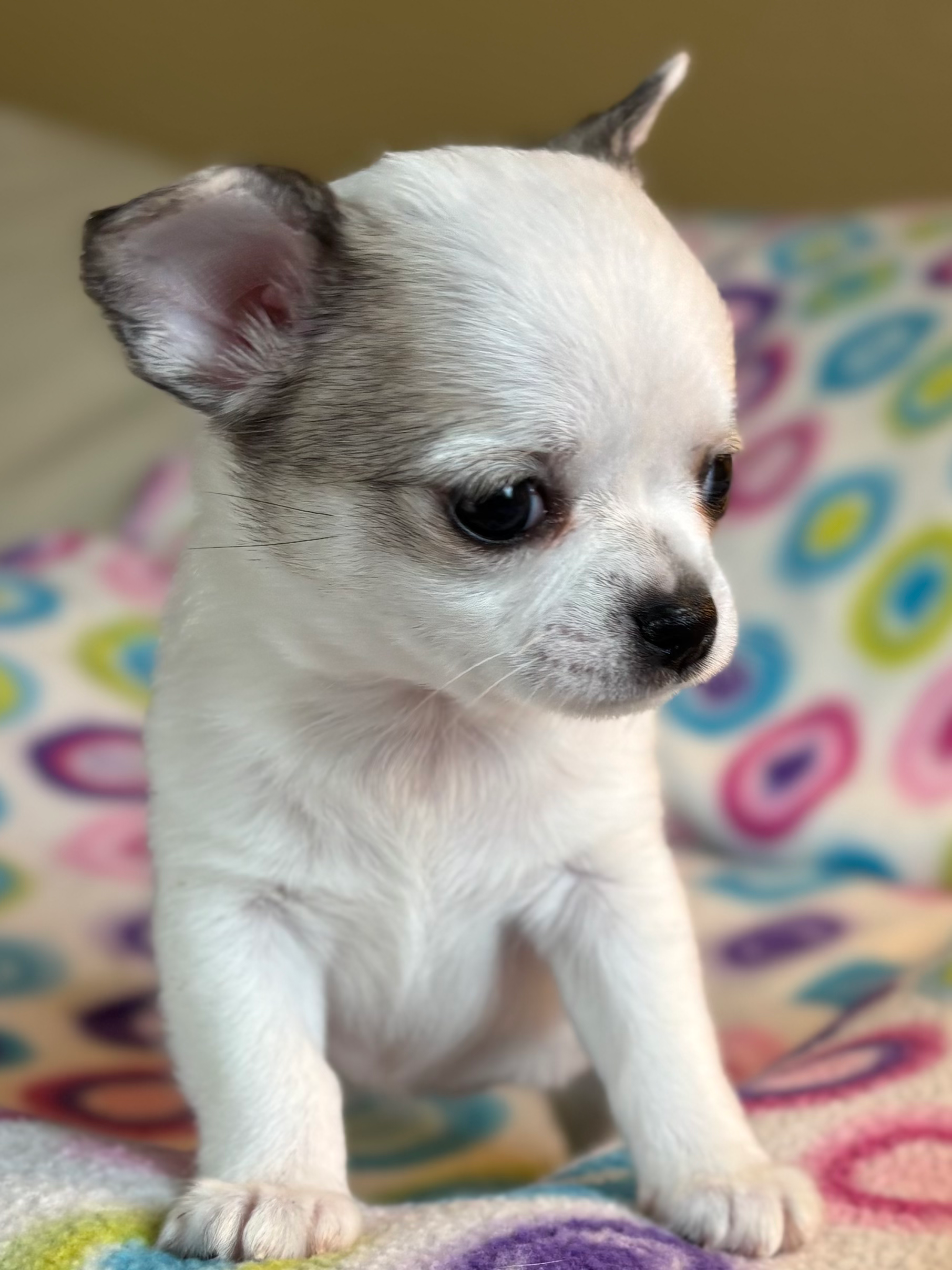 SOLD - Sprinkles - AKC Girl